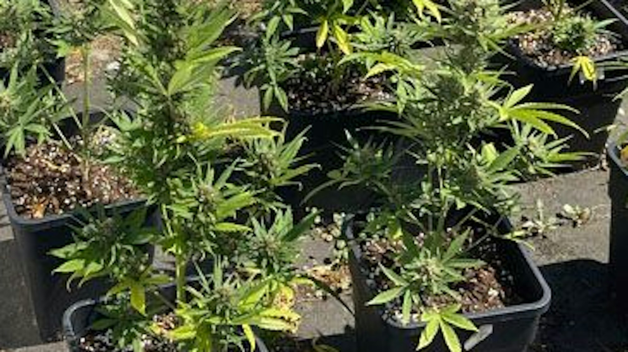 Cannabispflanzen wachsen in großen Töpfen.