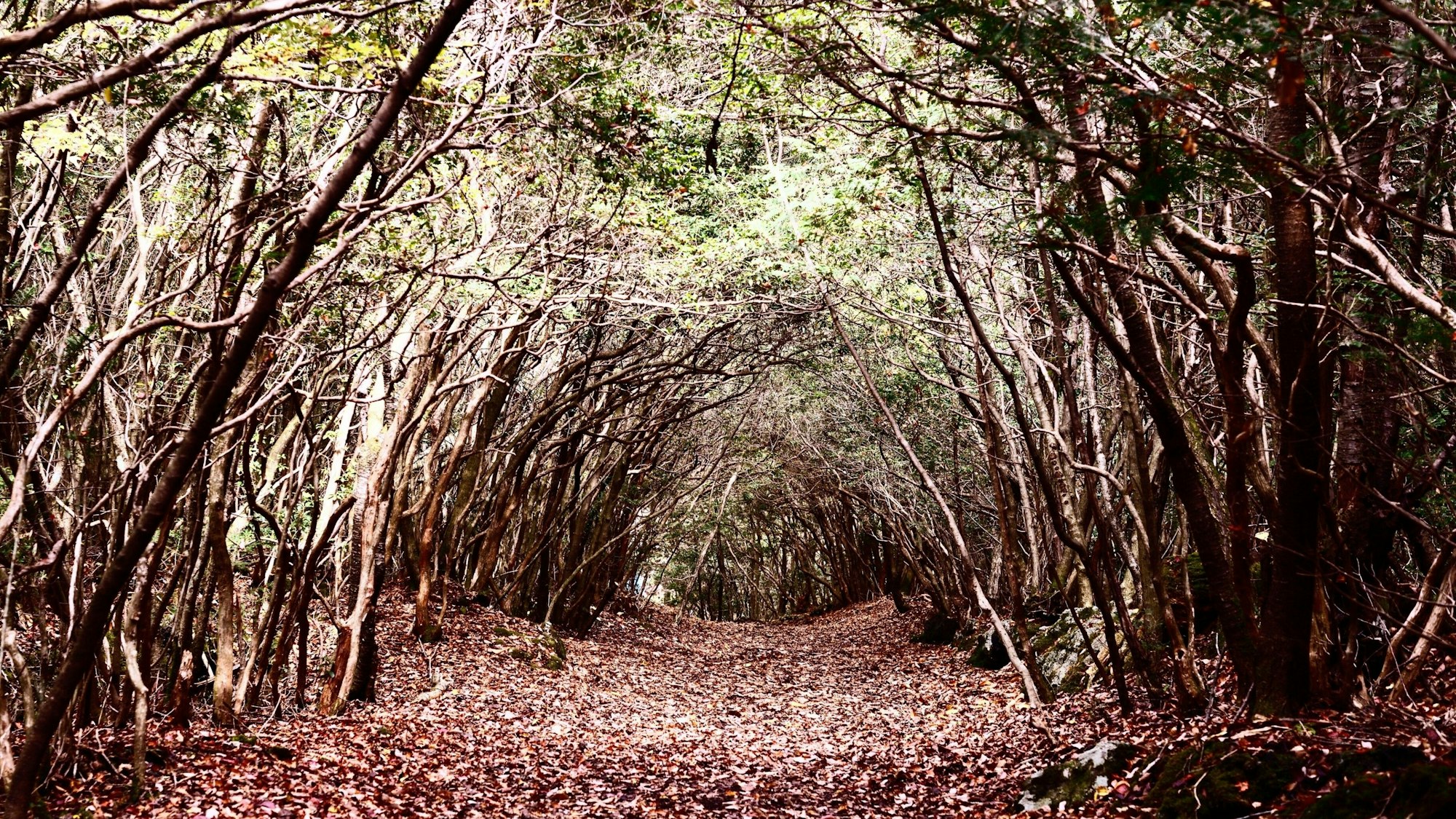 Aokigahara: „Der Suizidwald von Japan“