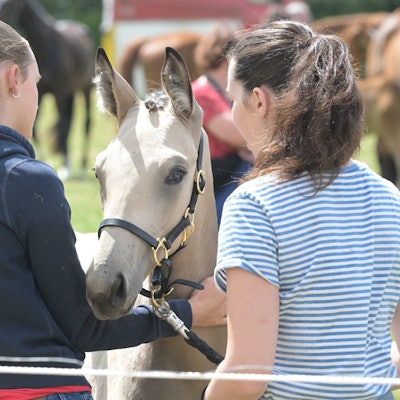 In Kürten fand eine Stuten- und Fohlenschau statt.