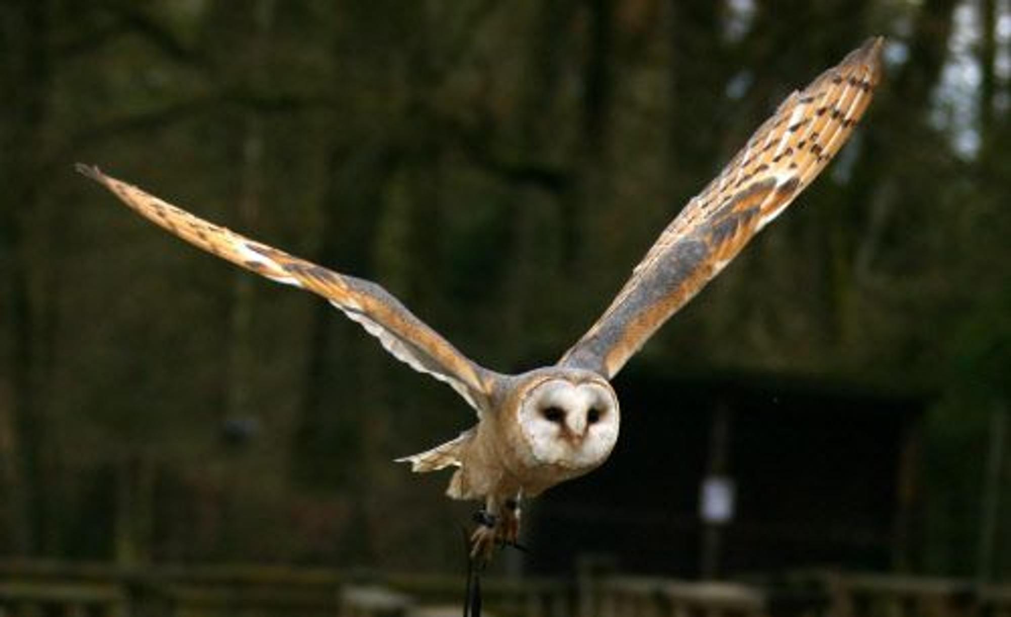 Eine Schleiereule ist im Flug zu sehen.