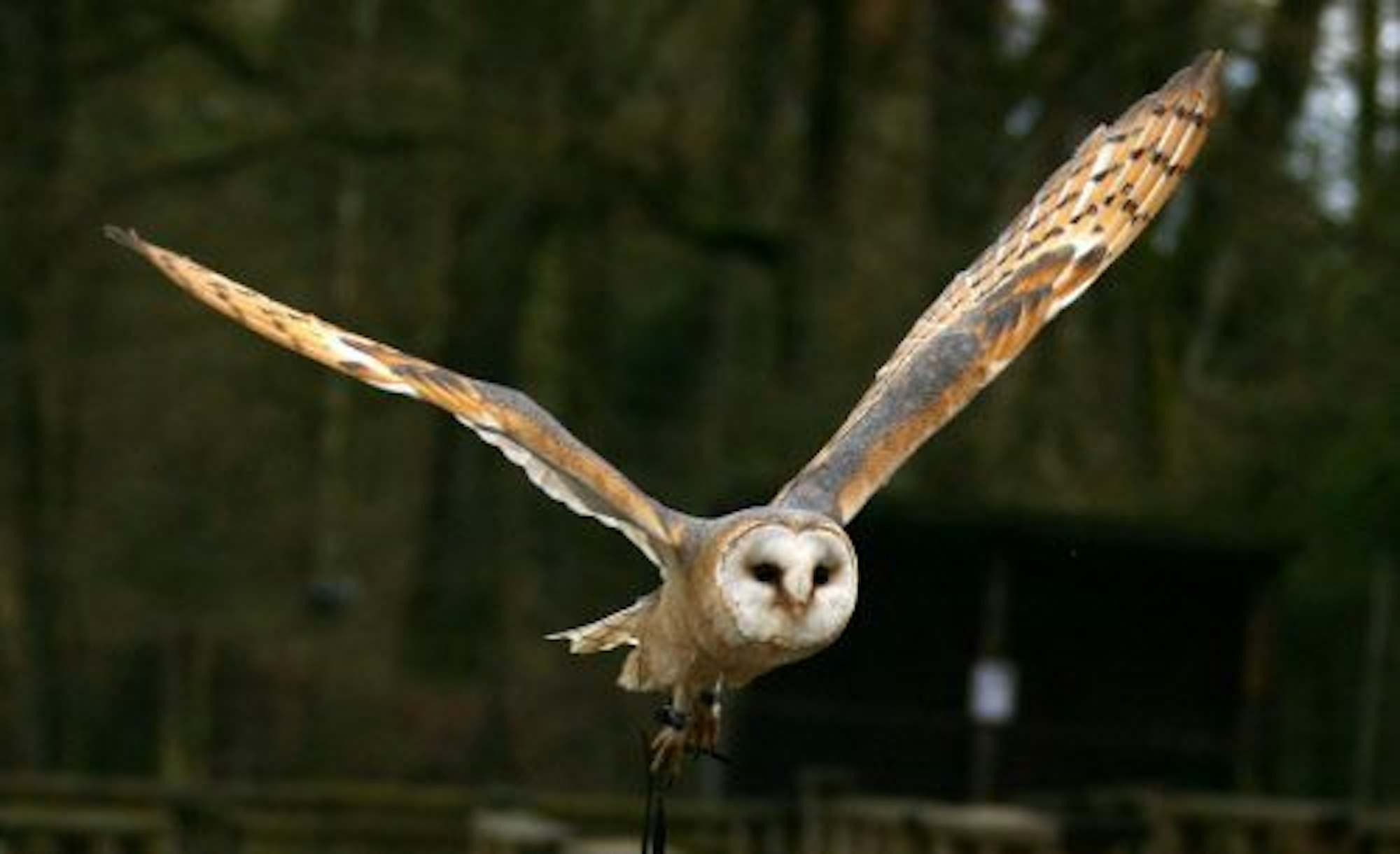 Eine Schleiereule ist im Flug zu sehen.