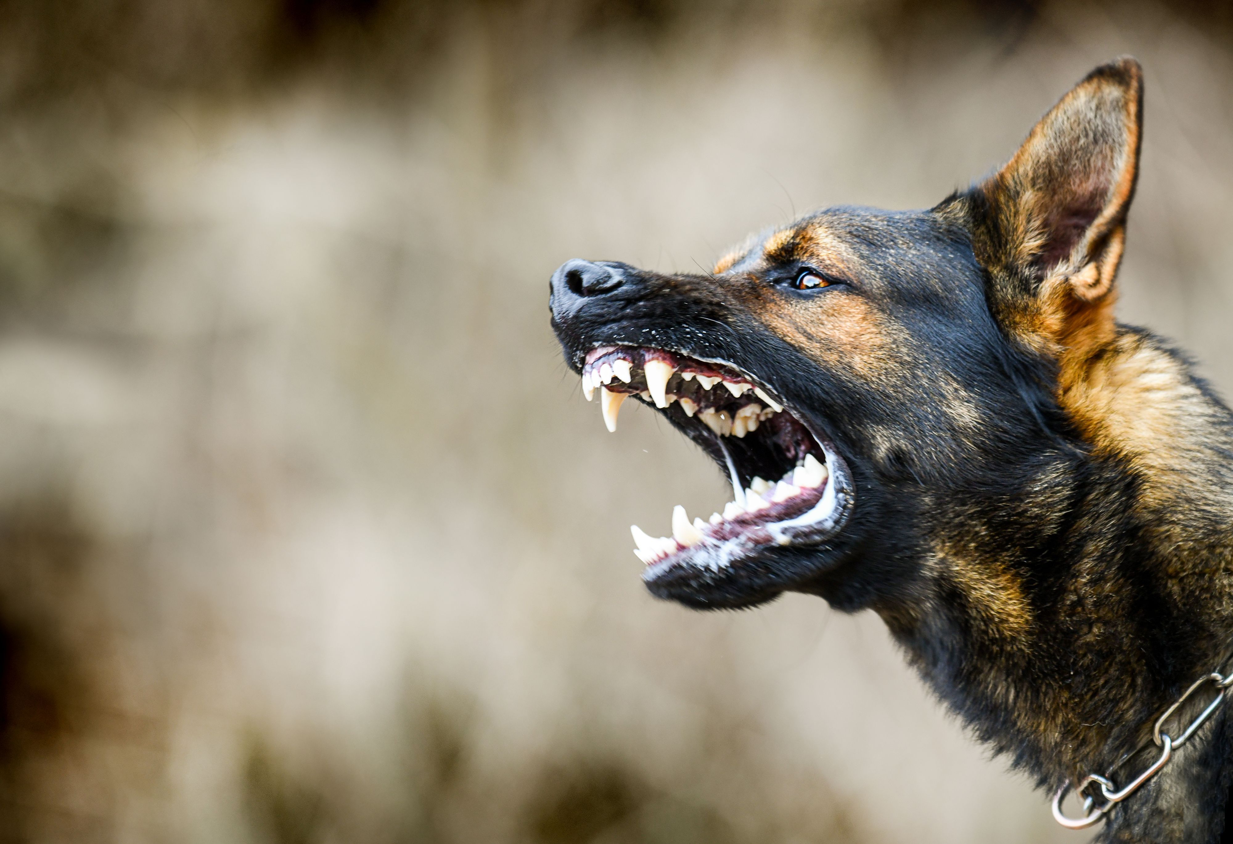 Ein Deutscher Schäferhund zeigt seine Zähne.