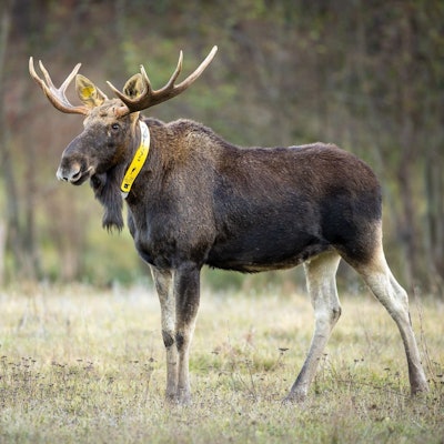 Ein Elch steht auf einer Wiese, die Landschaft sieht herbstlich und kahl aus.