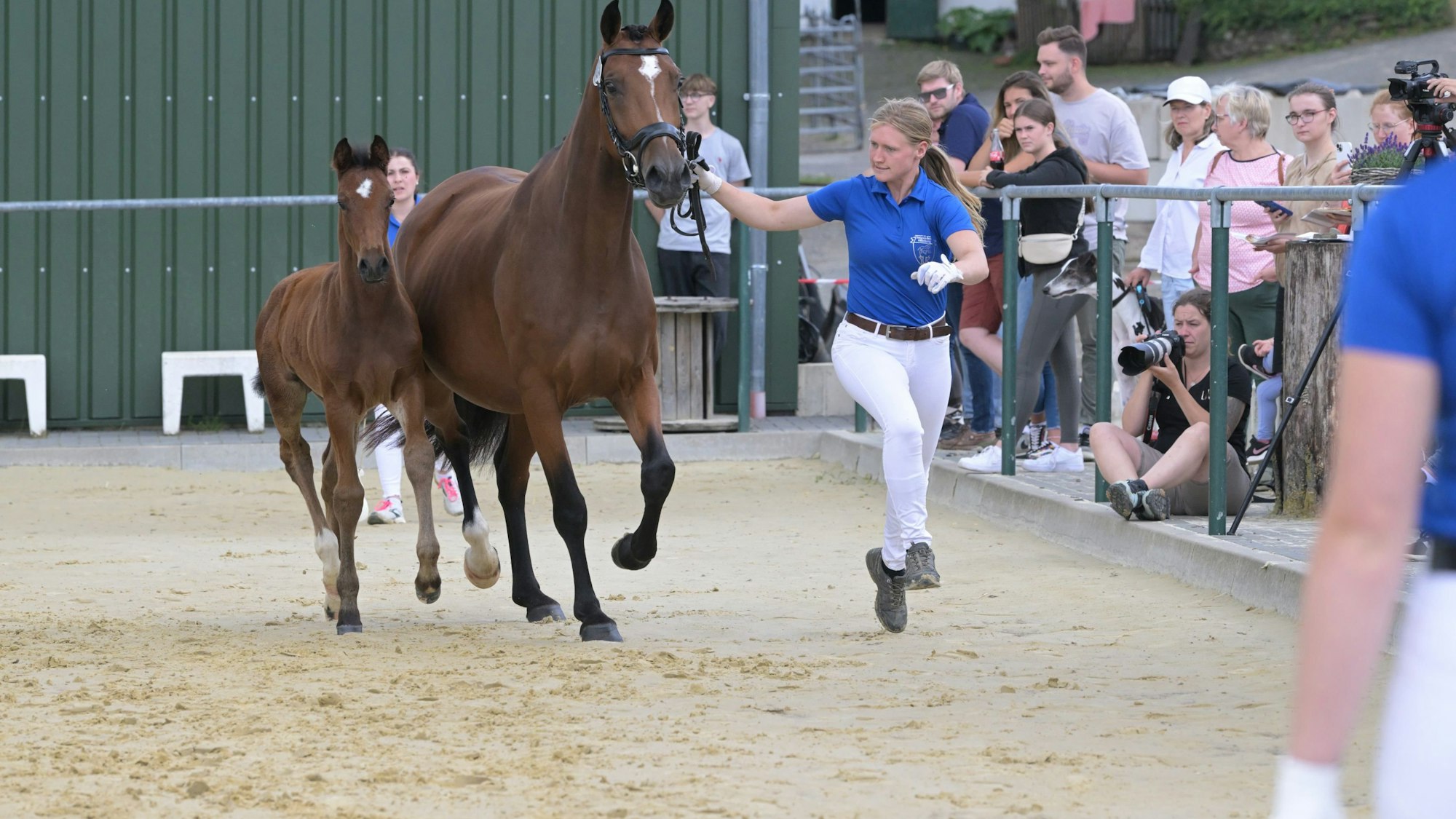 Der Jury wurden die Stuten und Fohlen vorgestellt.