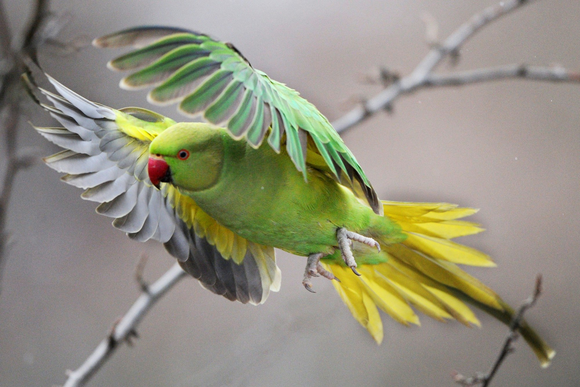 Ein wildlebender Halsbandsittich (Psittacula krameri)fliegt durch einen Park
