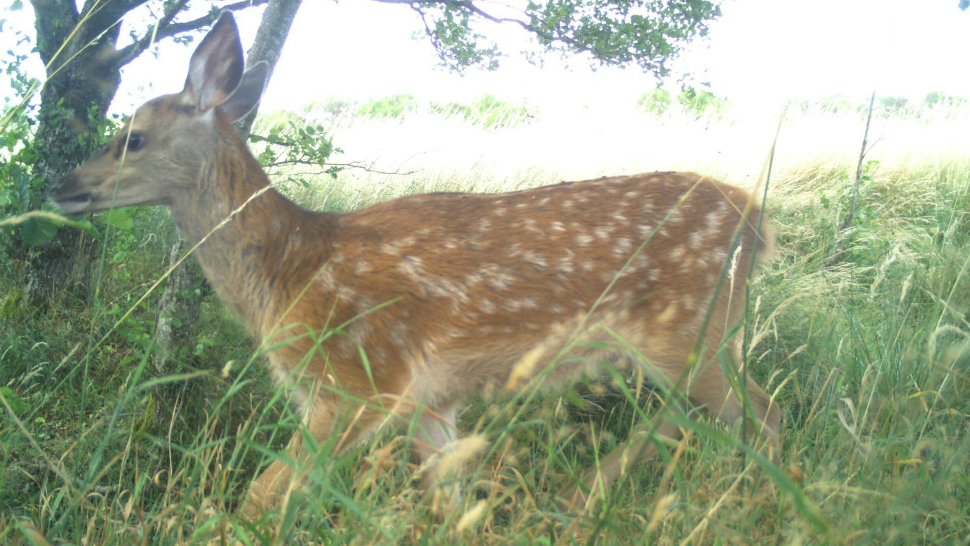 Ein junger Rothirsch läuft über eine Wiese.