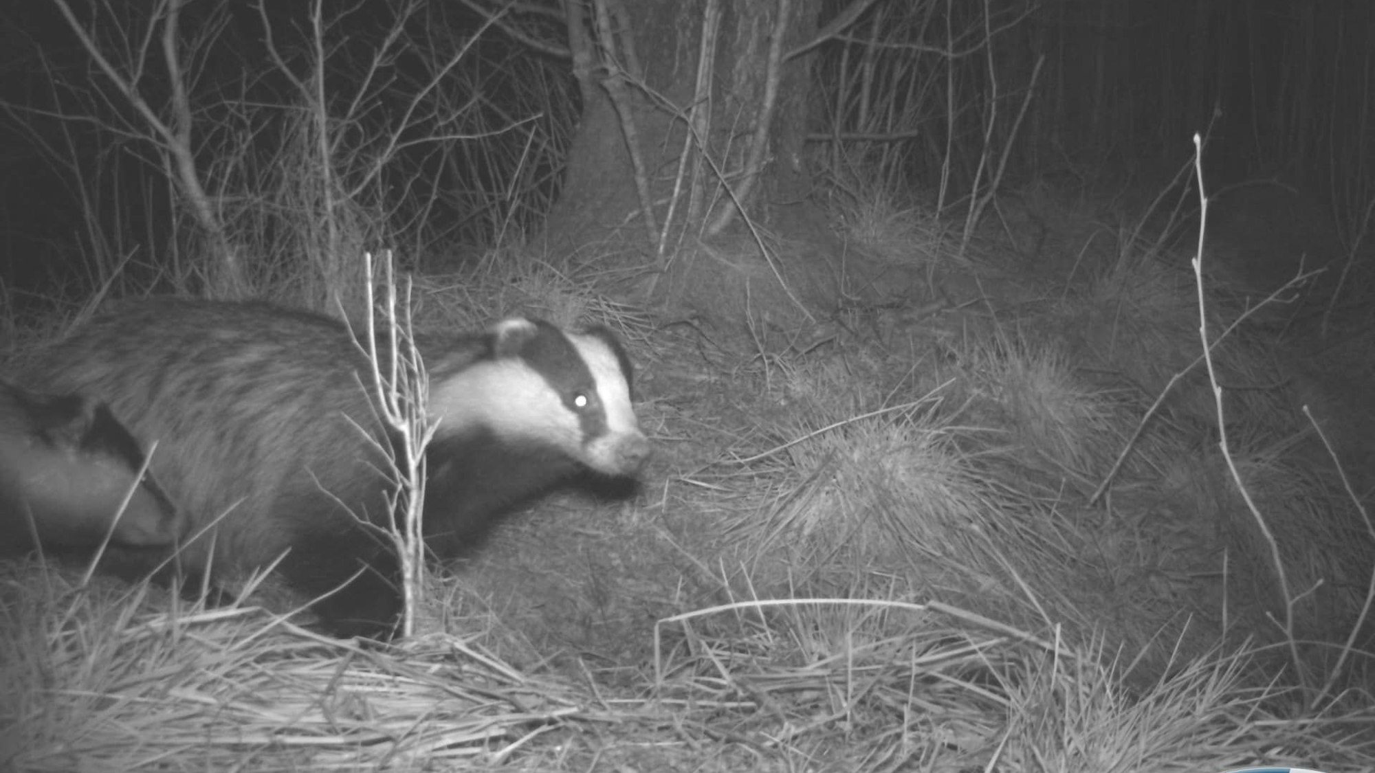 Ein Dachs, fotografiert von einer Wildtierkamera.