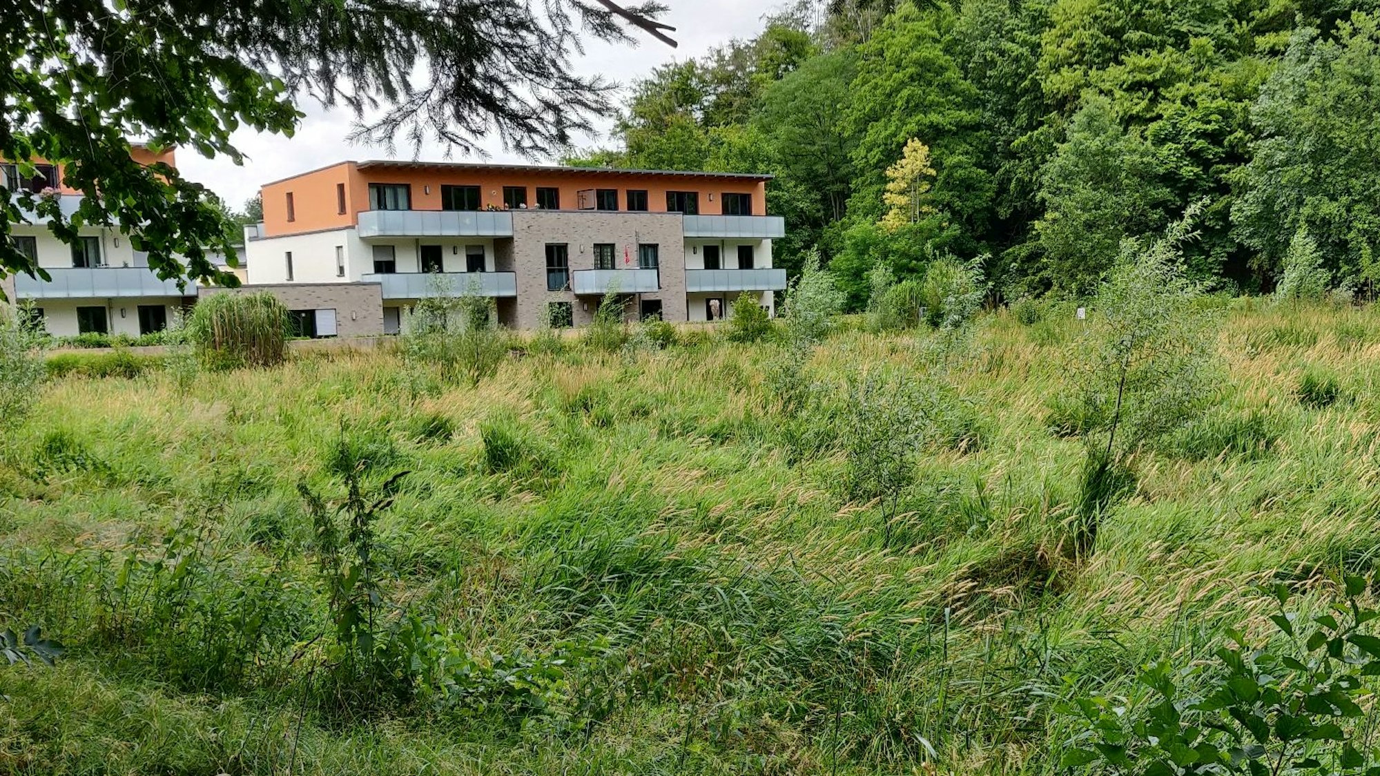 Pflanzen haben den einstigen Angelteich am Hasensprung überwuchert.