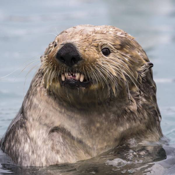 Ein Seeotter im Wasser (Symbolbild)
