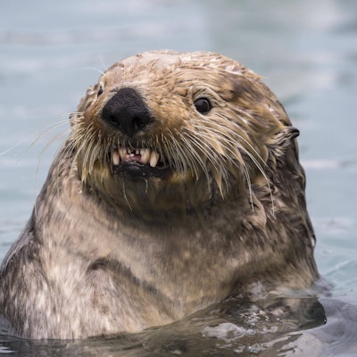 Ein Seeotter im Wasser (Symbolbild)