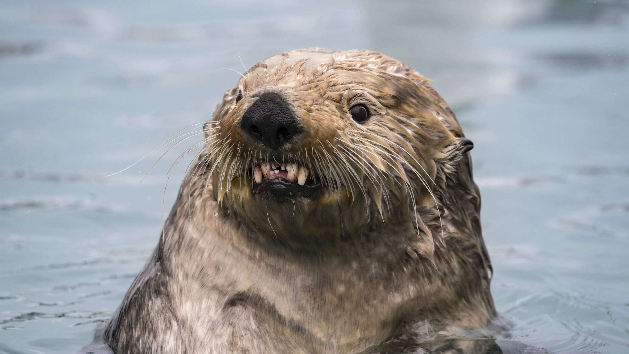 Ein Seeotter im Wasser (Symbolbild)