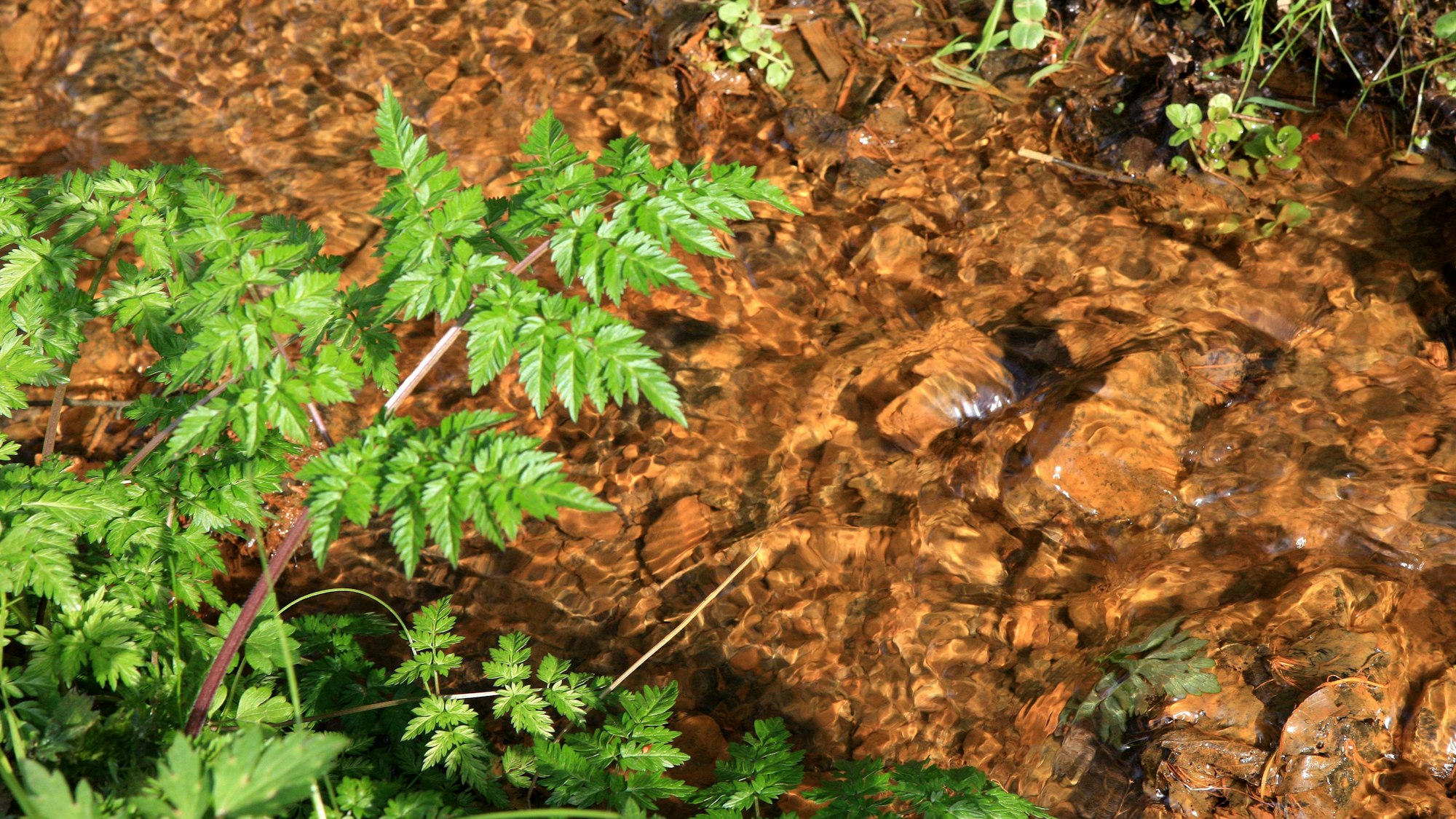 Geheimnisvoll erschien den Menschen früher die blutrote Färbung des Rothenbachs