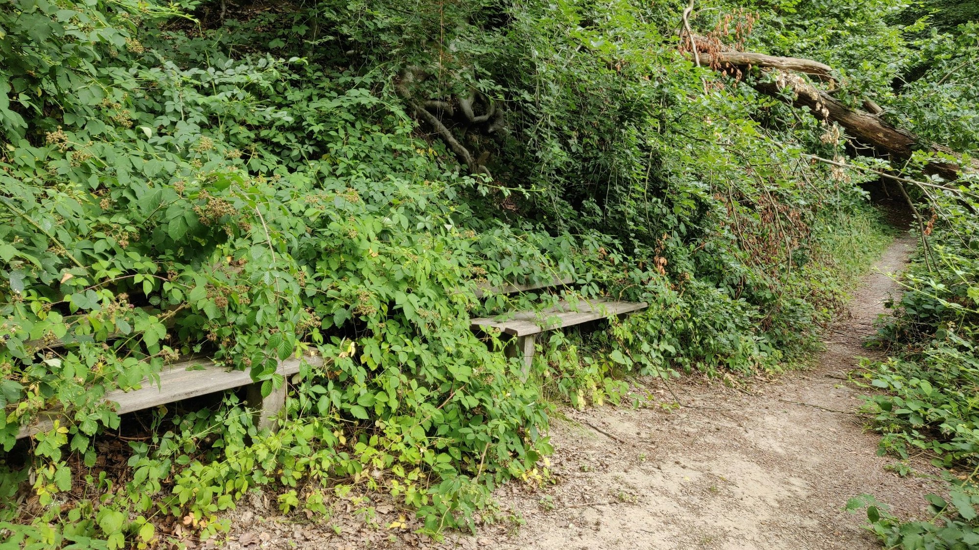 Sitzbänke am verlassenen Wanderweg sind von Brombeeren überwuchert.