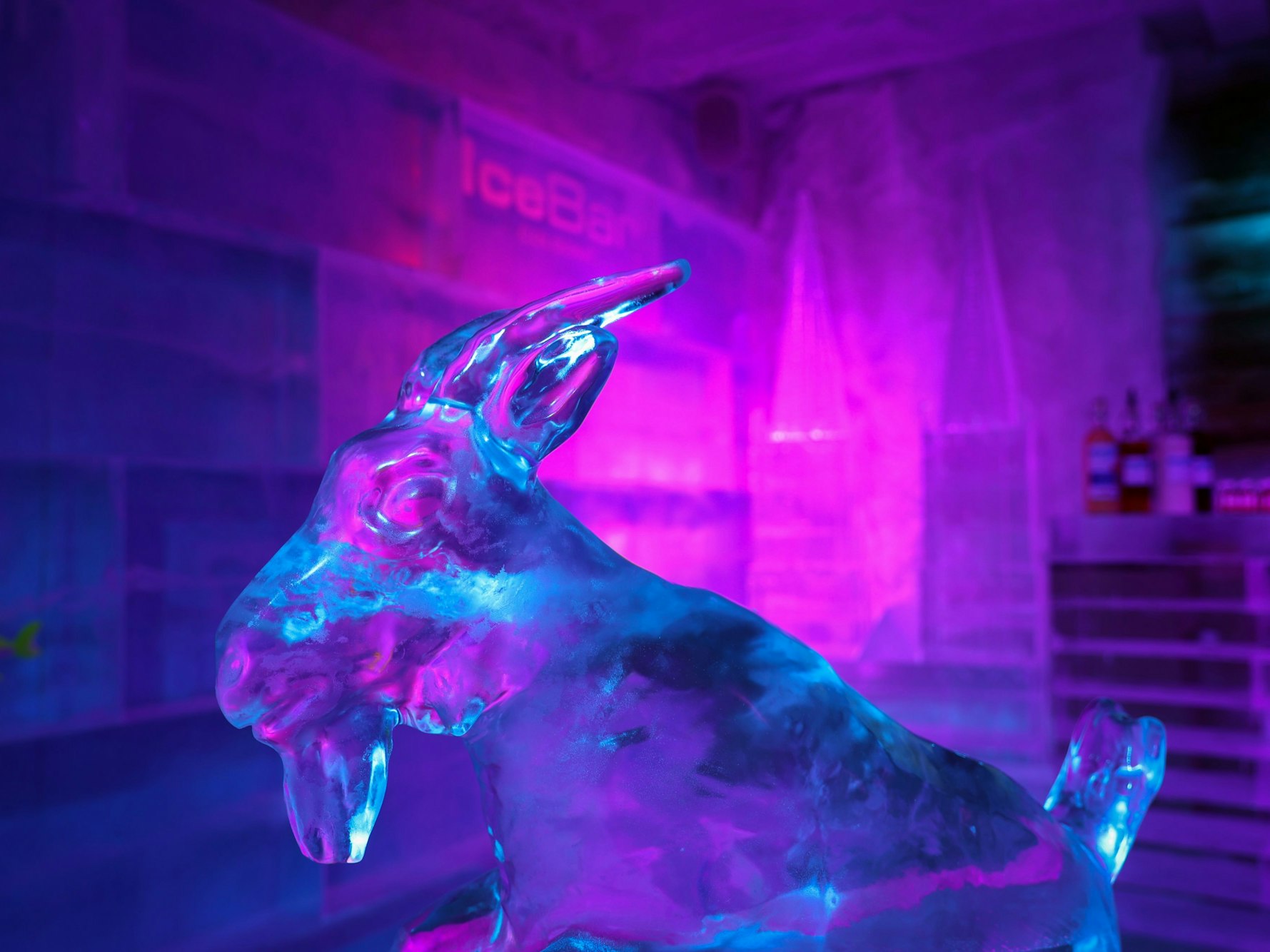 Nahaufnahme vom Hennes aus Eis – im Hintergrund ist der Kölner Dom als Eisskulptur zu erahnen. Die Bar ist in magentafarbenem Licht angestrahlt.