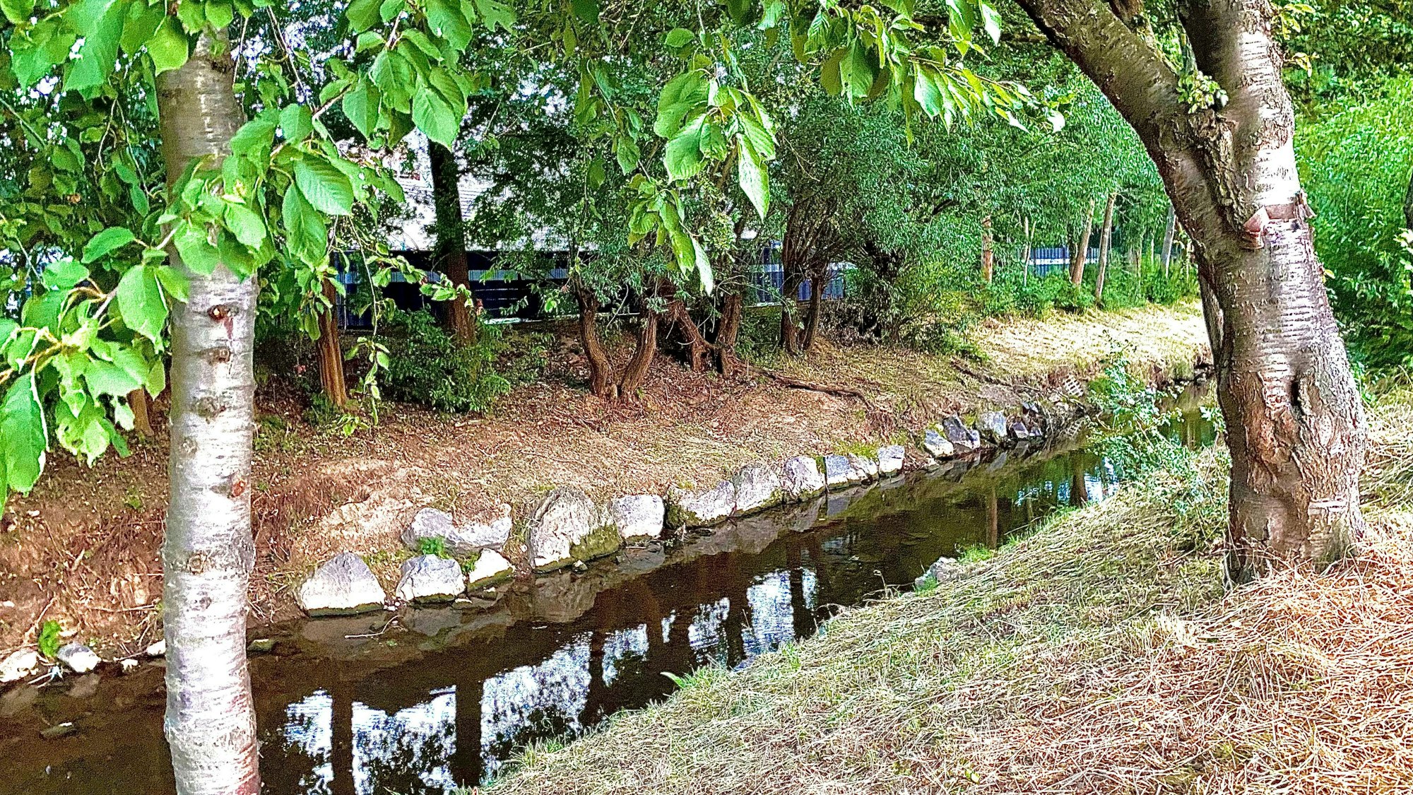 Das Bild zeigt die Erft. Der Wasserspiegel ist niedrig.