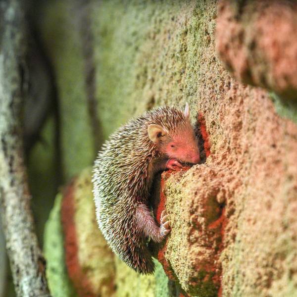 Der kleine Tenrek ähnelt mit seinen Stacheln einem Igel.