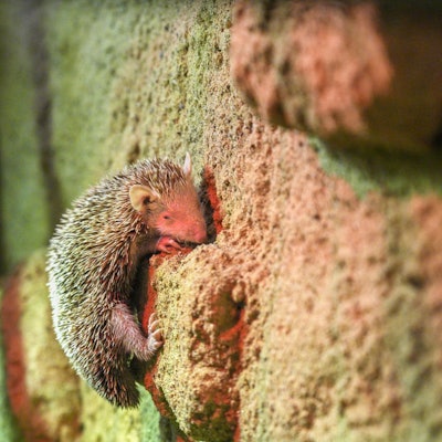 Der kleine Tenrek ähnelt mit seinen Stacheln einem Igel.