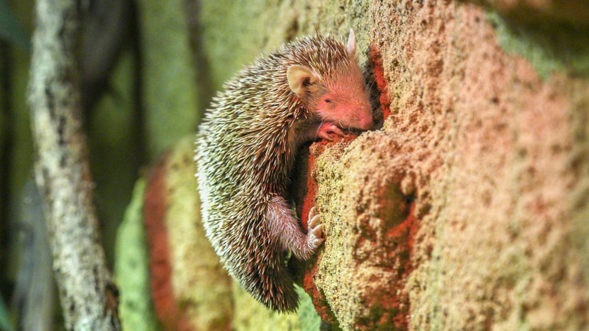 Der kleine Tenrek ähnelt mit seinen Stacheln einem Igel.