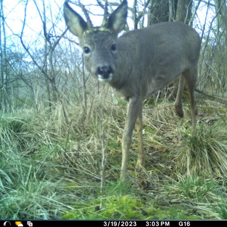Ein Reh schaut in eine Wildtierkamera.