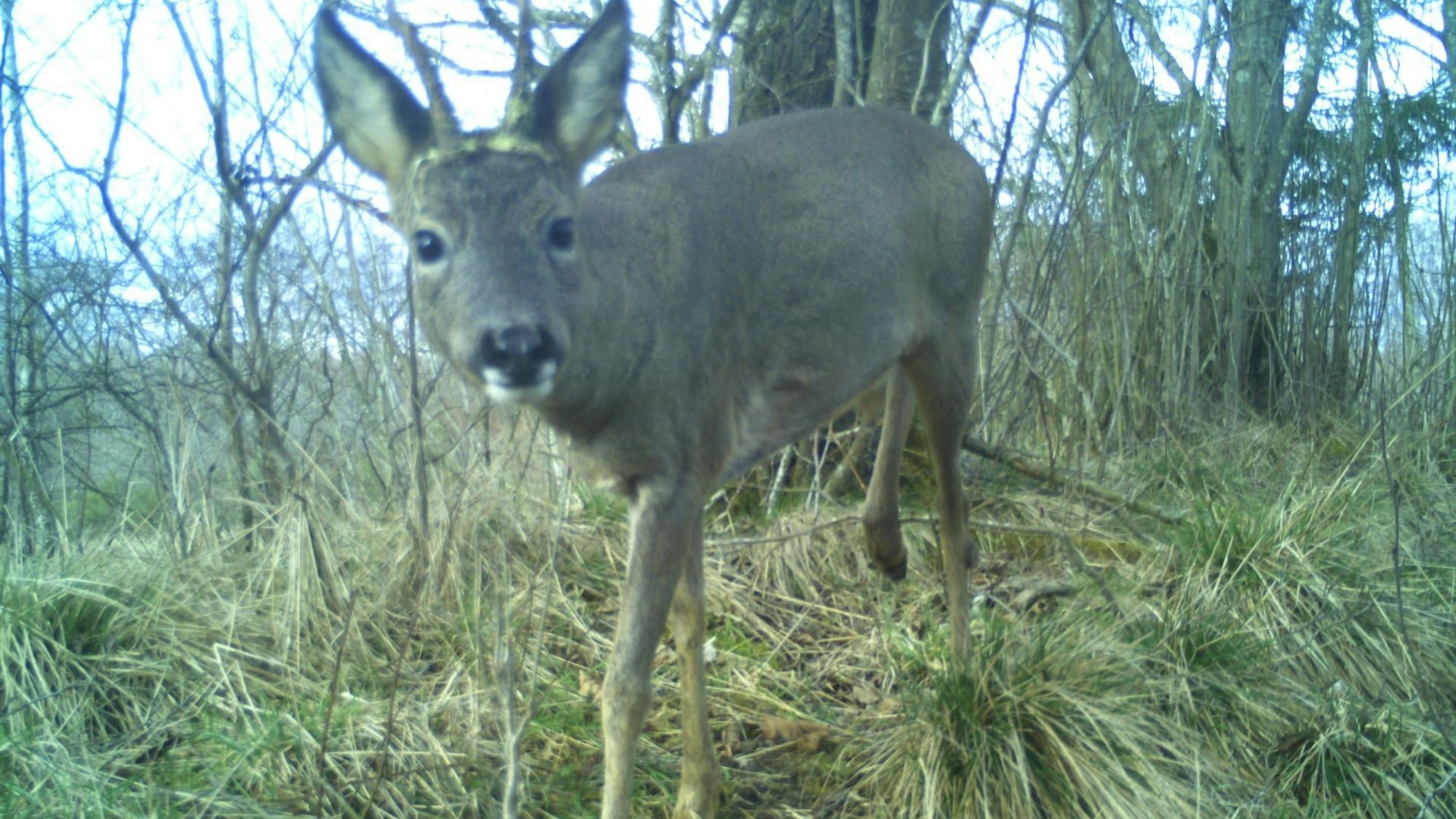 Ein Reh schaut in eine Wildtierkamera.