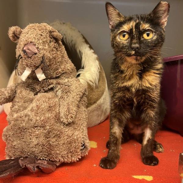 Die acht Monate alte Katze Glinda aus dem Tierheim Köln-Dellbrück