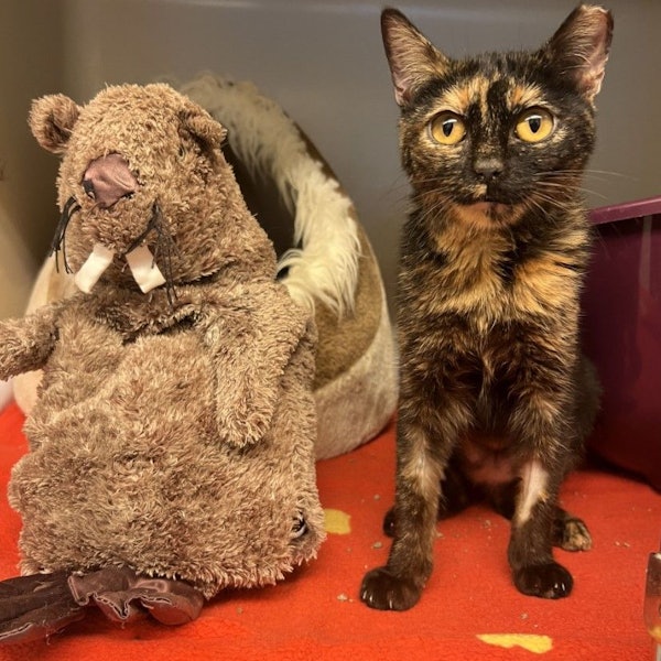 Die acht Monate alte Katze Glinda aus dem Tierheim Köln-Dellbrück