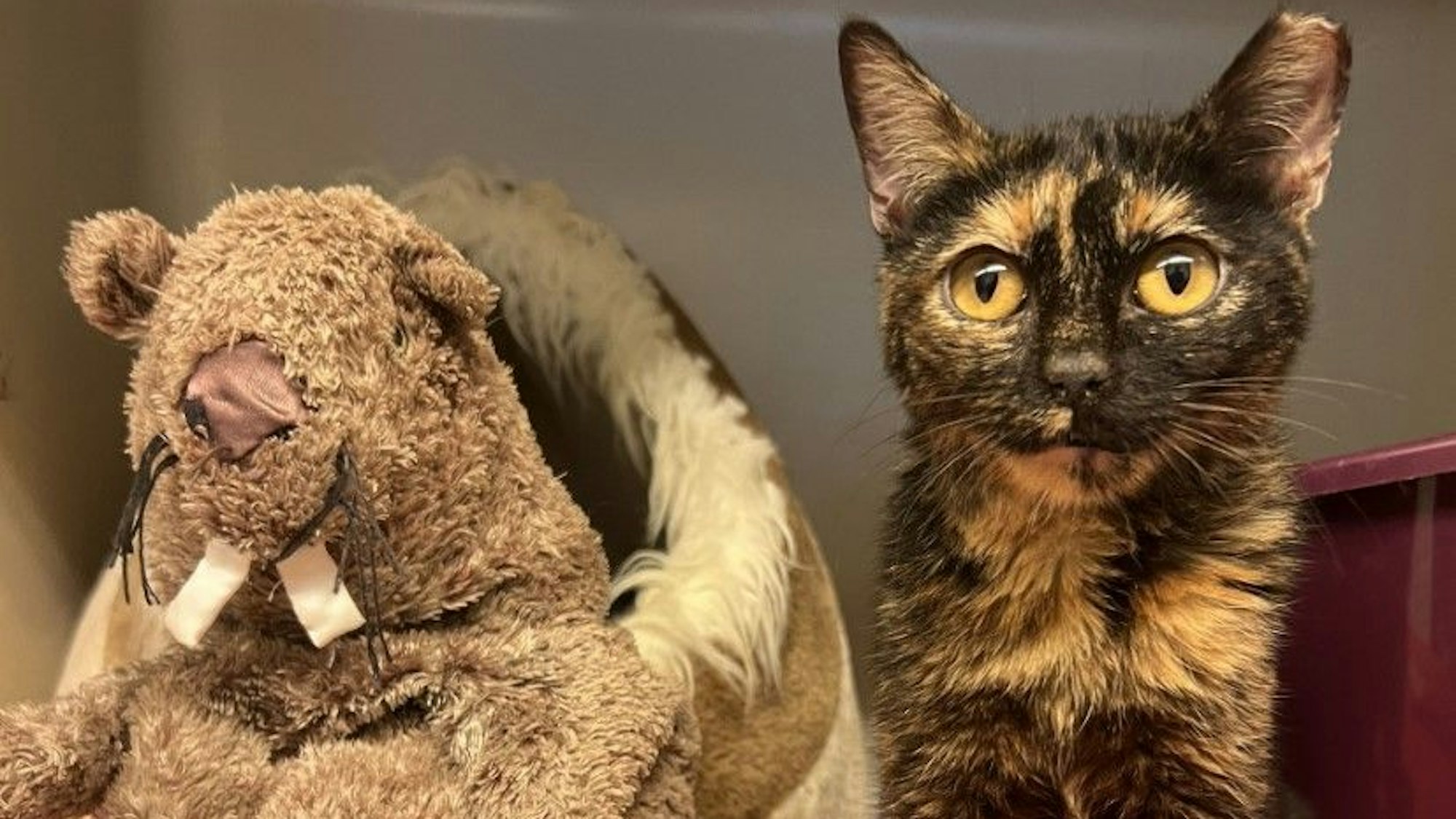 Die acht Monate alte Katze Glinda aus dem Tierheim Köln-Dellbrück