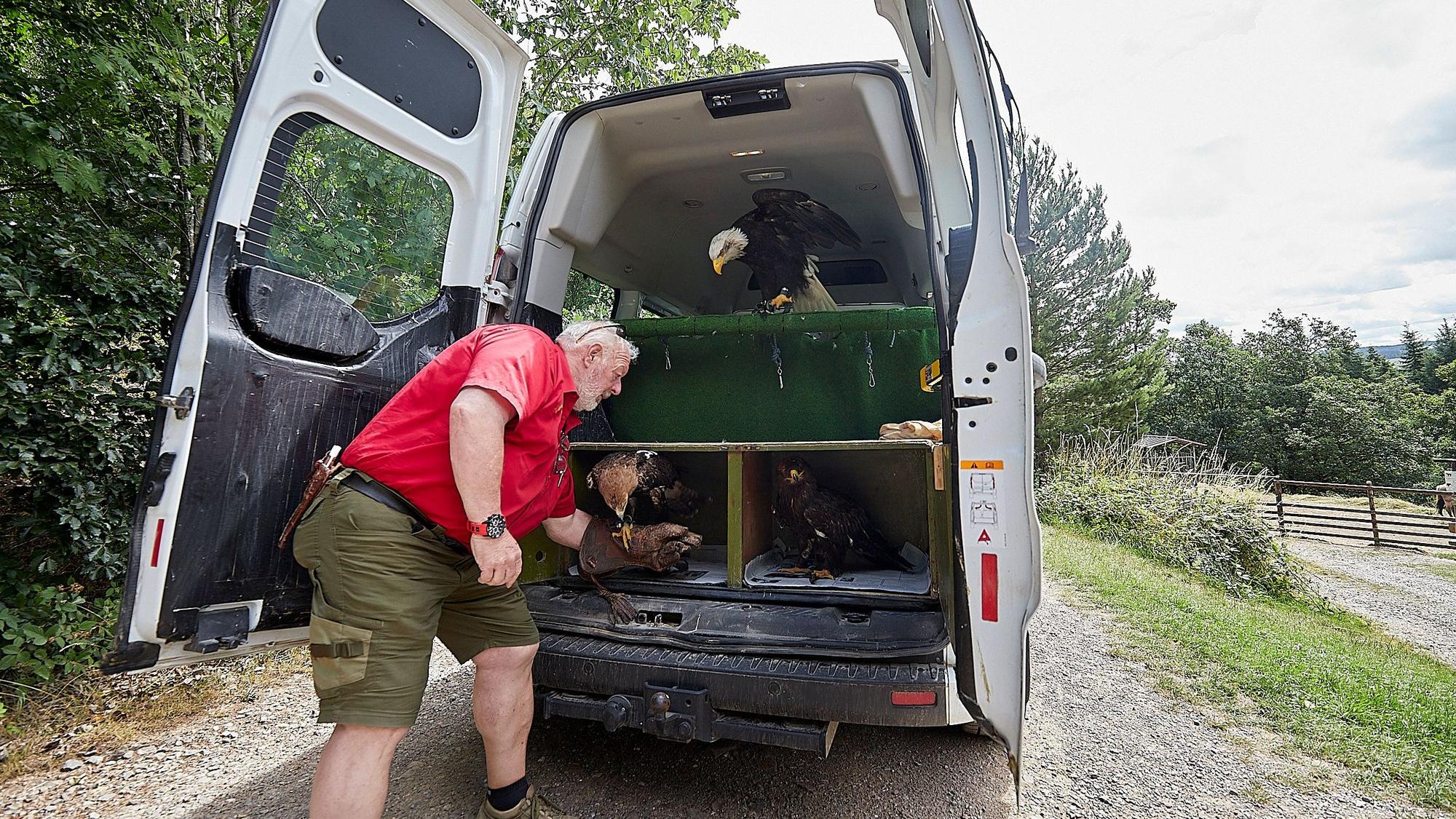 Drei Greifvögel sitzen in einem Kastenwagen. Ein Mann nimmt einen heraus. Er führt mit den Vögeln Flugtrainigs durch.