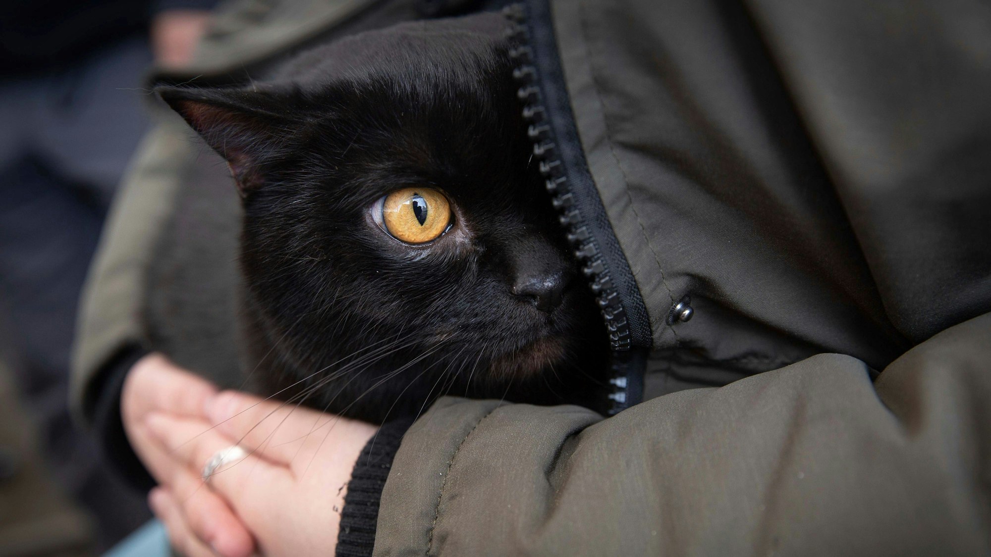 Eine Frau beschützt ihre Katze am Grenzübergang in Medyka.