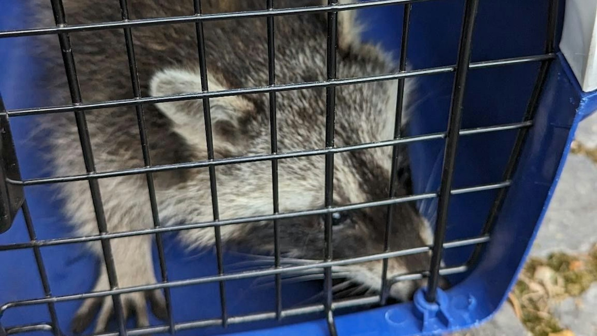 Ein Waschbär sitzt in einer blauen Transportbox.