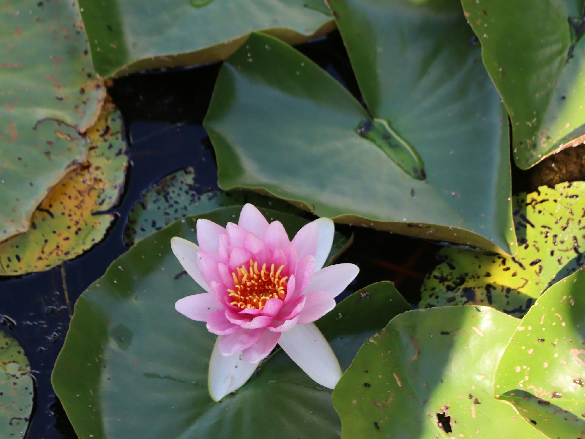 Das Foto zeigt eine prächtige rosafarbene Seerose.