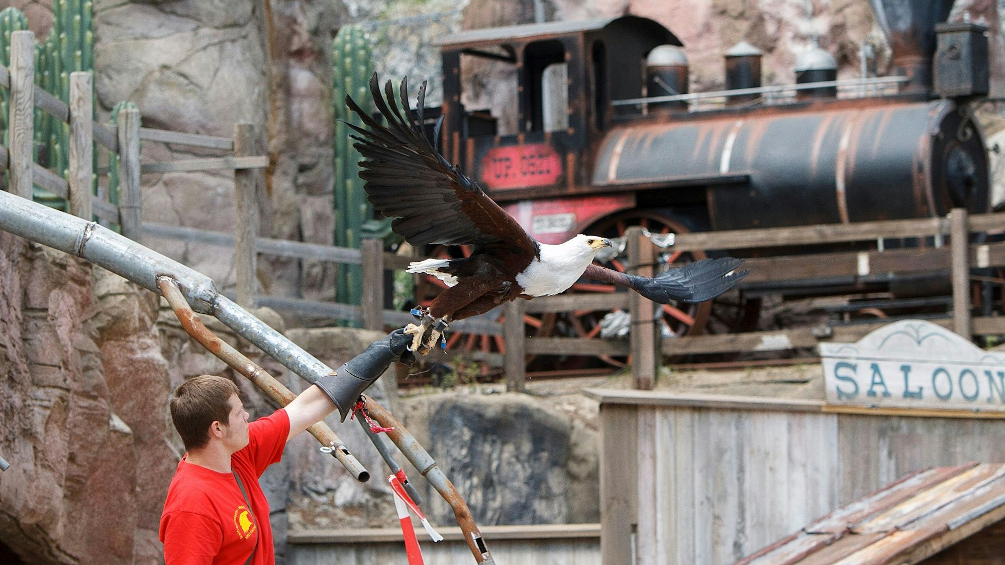 Das Bild zeigt einen Schreiseeadler, der gerade vom Handschuh seines Falkners losfliegt. Im Hintergrund ist eine Lokomotive als Teil einer Bühnenkulisse zu sehen.