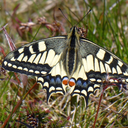 Ein Schwalbenschwanz in Großaufnahme.