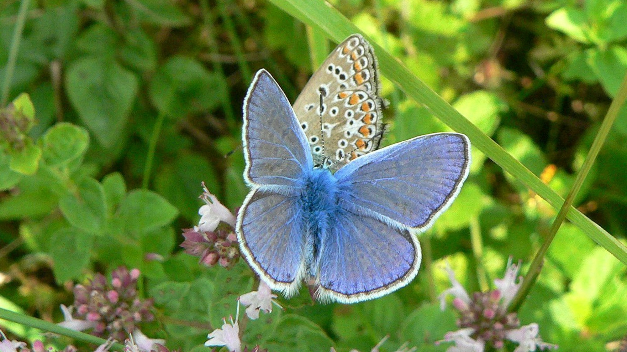 Ein Hauhechelbläuling sitzt auf einer Blüte.