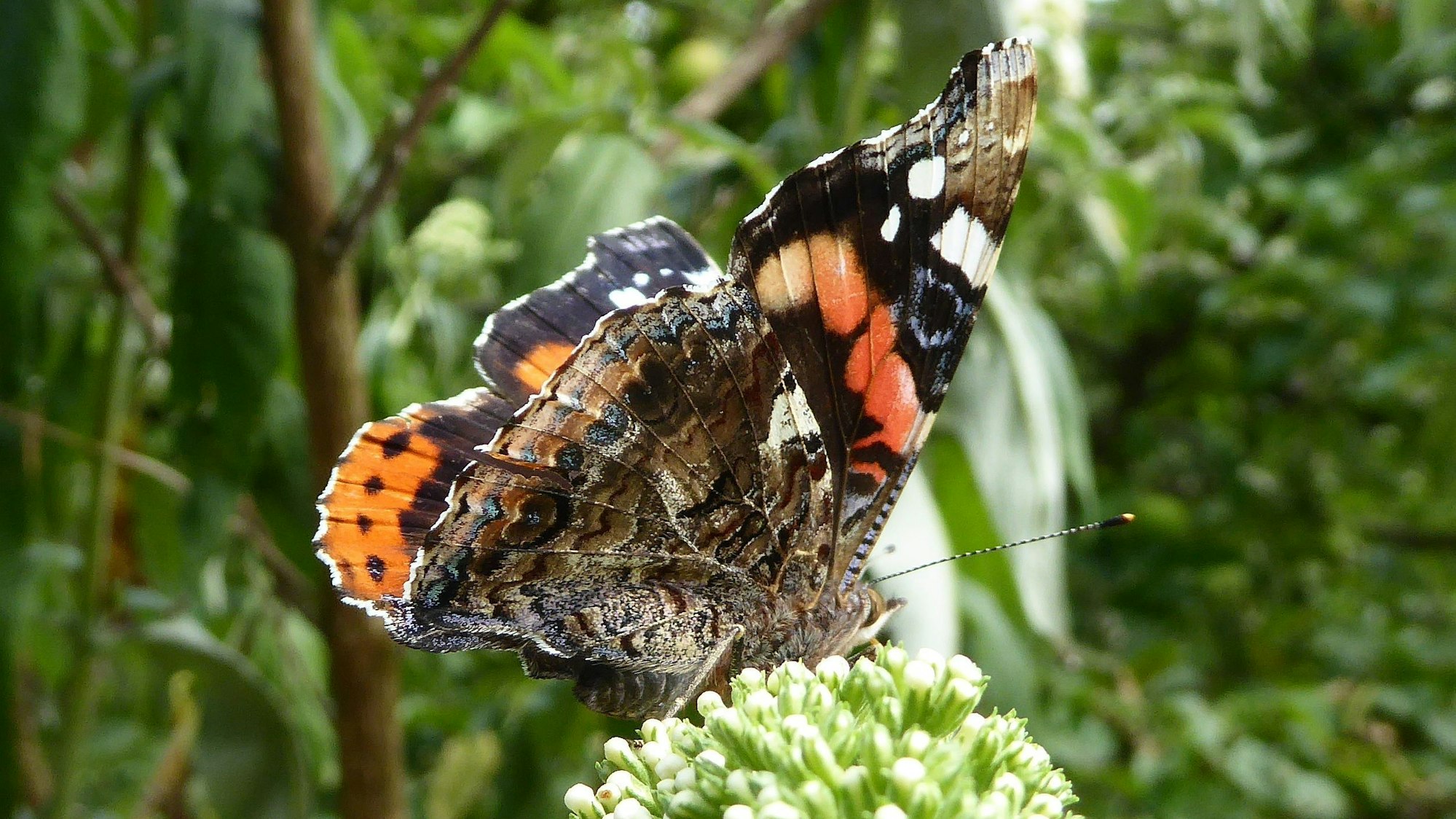 Ein Admiral, ein Wanderfalter, sitzt auf einer Blüte.