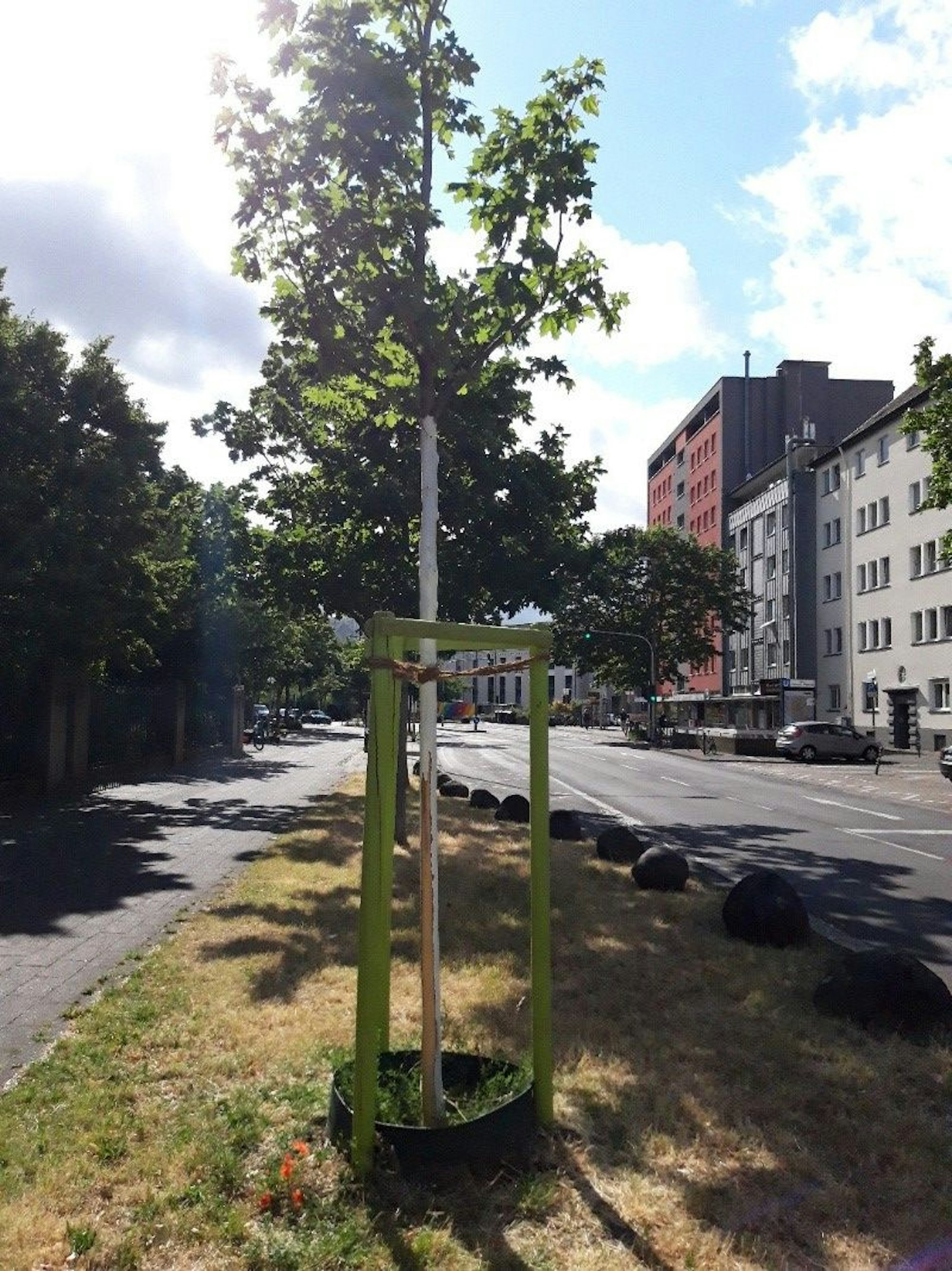 Ein junger Baum in Deutz mit beschädigter Rinde.