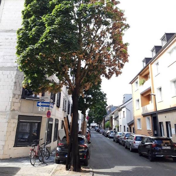 Ein beschädigter Baum steht an einer Straße in Köln.