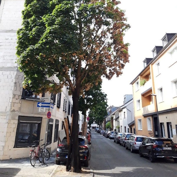Ein beschädigter Baum steht an einer Straße in Köln.