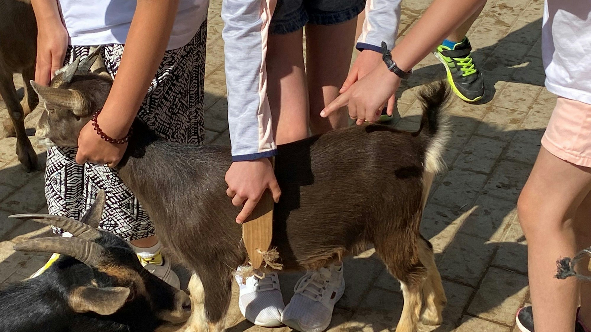 Kinder streicheln Ziege