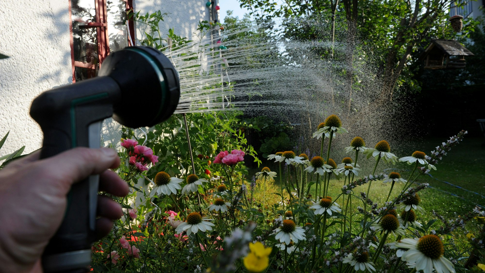 In trockenen Sommern verbrauchen Gartenbesitzende häufig mehr Trinkwasser für die Bewässerung ihrer Pflanzen.