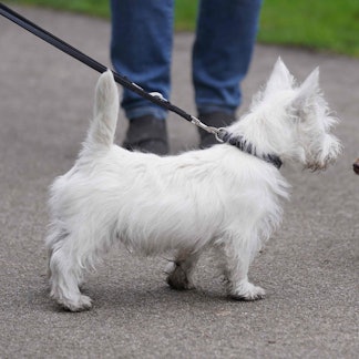 Der Welpe Matteo (l), ein West Highland White Terrier, beschnüffelt einen anderen Hund in einem Park im Stadtteil St. Pauli.