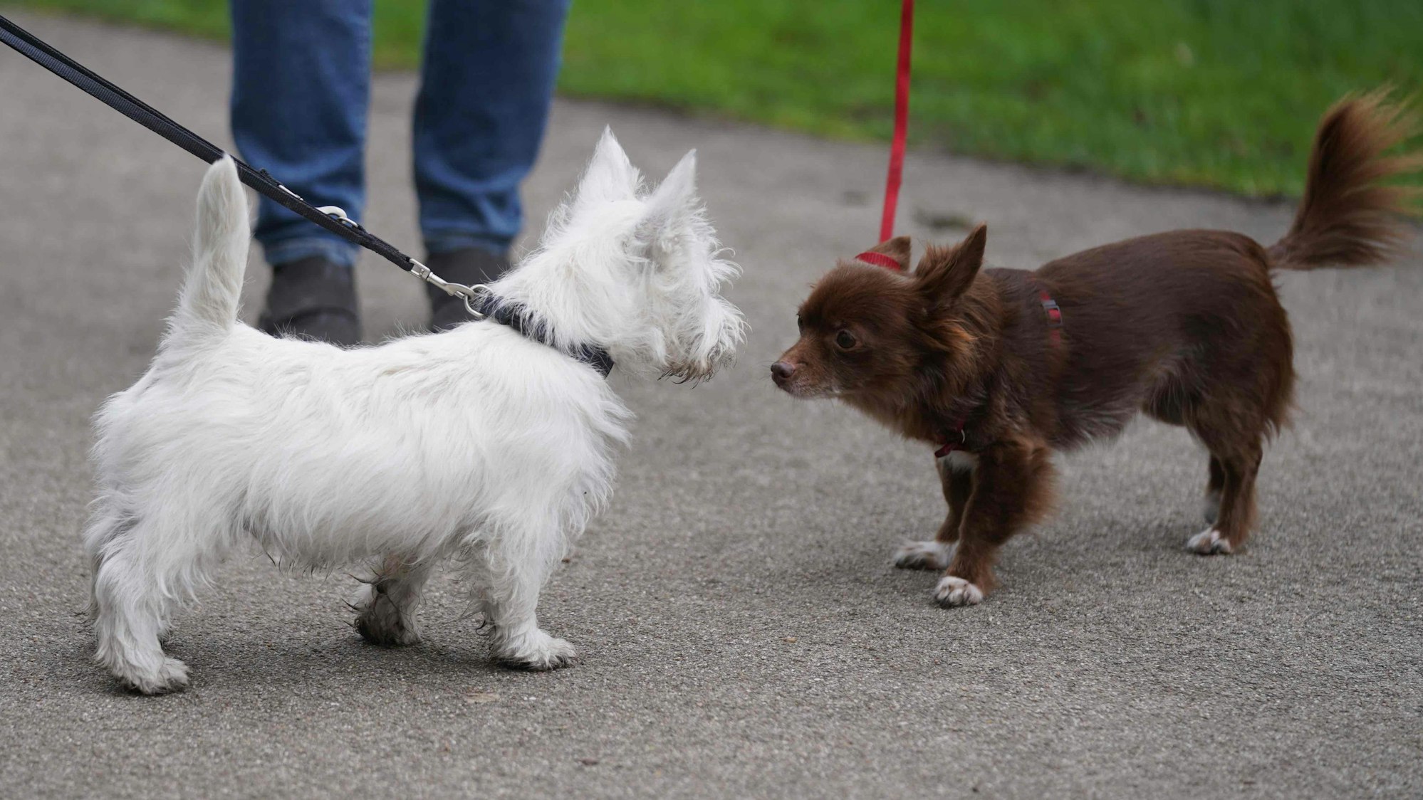 Der Welpe Matteo (l), ein West Highland White Terrier, beschnüffelt einen anderen Hund in einem Park im Stadtteil St. Pauli.