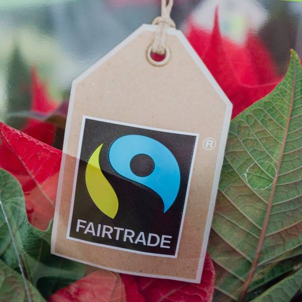 Das Fairtrade-Zeichen ist an der Verpackung einer Topfblume zu sehen.