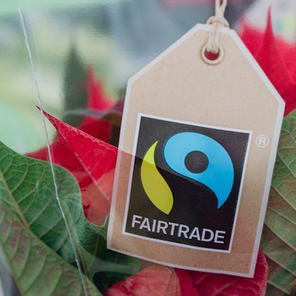 Das Fairtrade-Zeichen ist an der Verpackung einer Topfblume zu sehen.