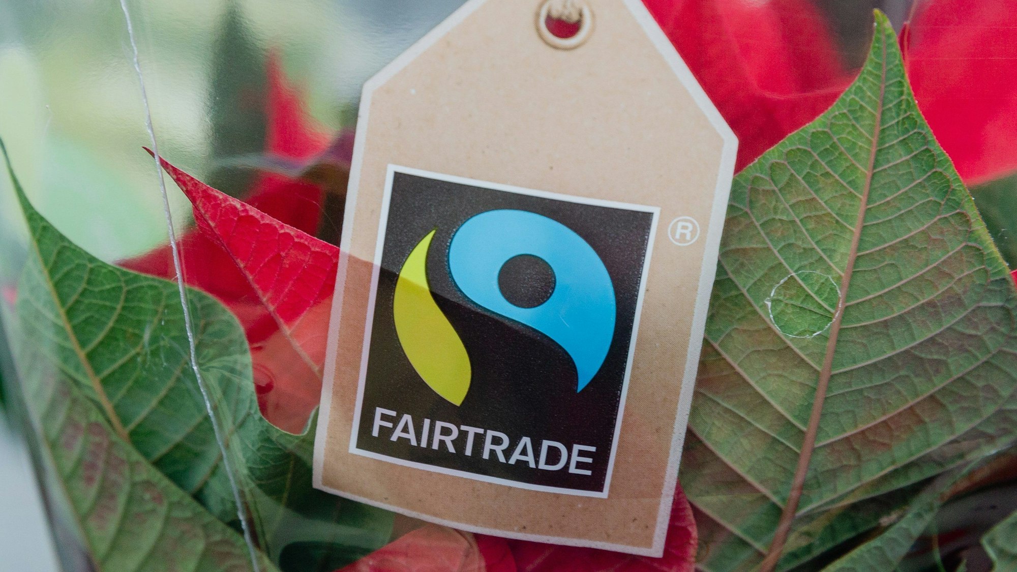 Das Fairtrade-Zeichen ist an der Verpackung einer Topfblume zu sehen.