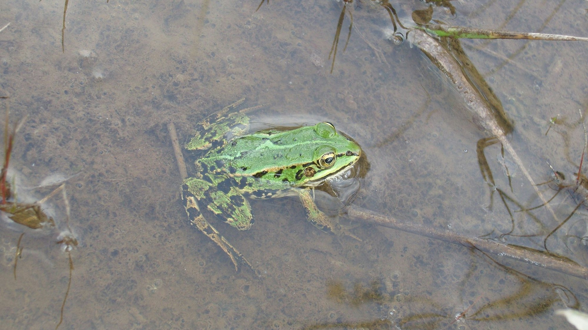 Ein Teichfrosch im Wasser