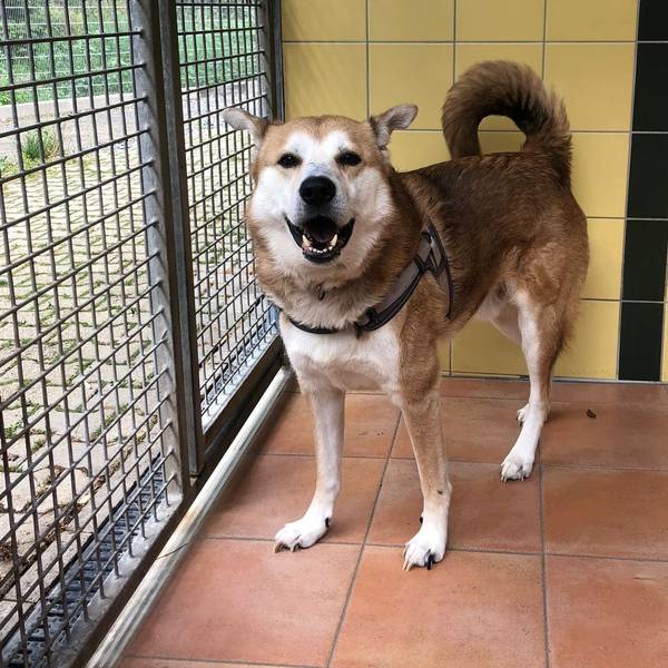 Der Husky-Mischling wurde Anfang Juli am Zaun des Tierheims Dellbrück angebunden und ausgesetzt.