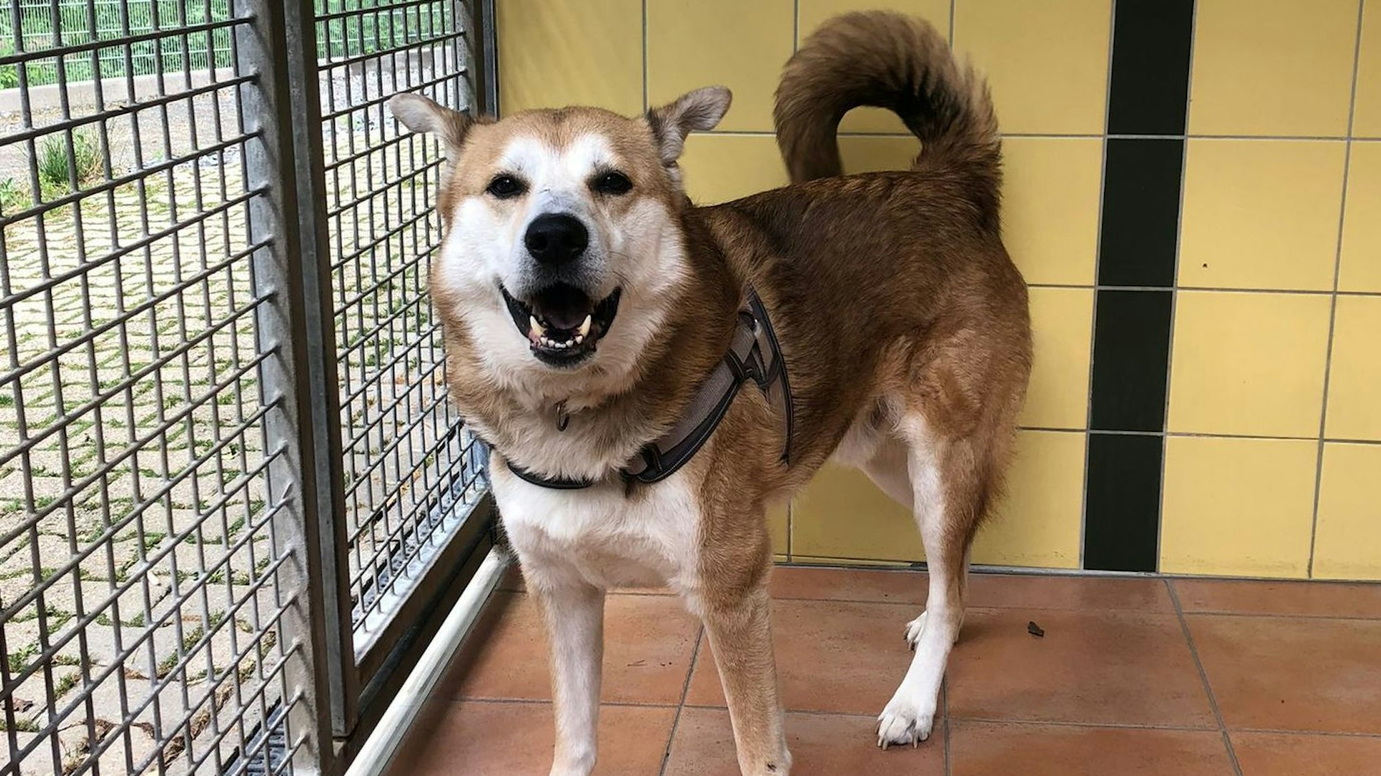Der Husky-Mischling wurde Anfang Juli am Zaun des Tierheims Dellbrück angebunden und ausgesetzt.