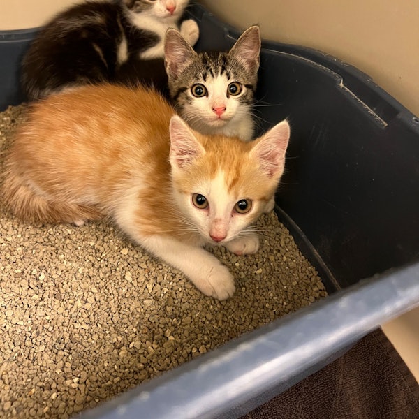 Zwei junge Katzen im Tierheim Köln-Dellbrück