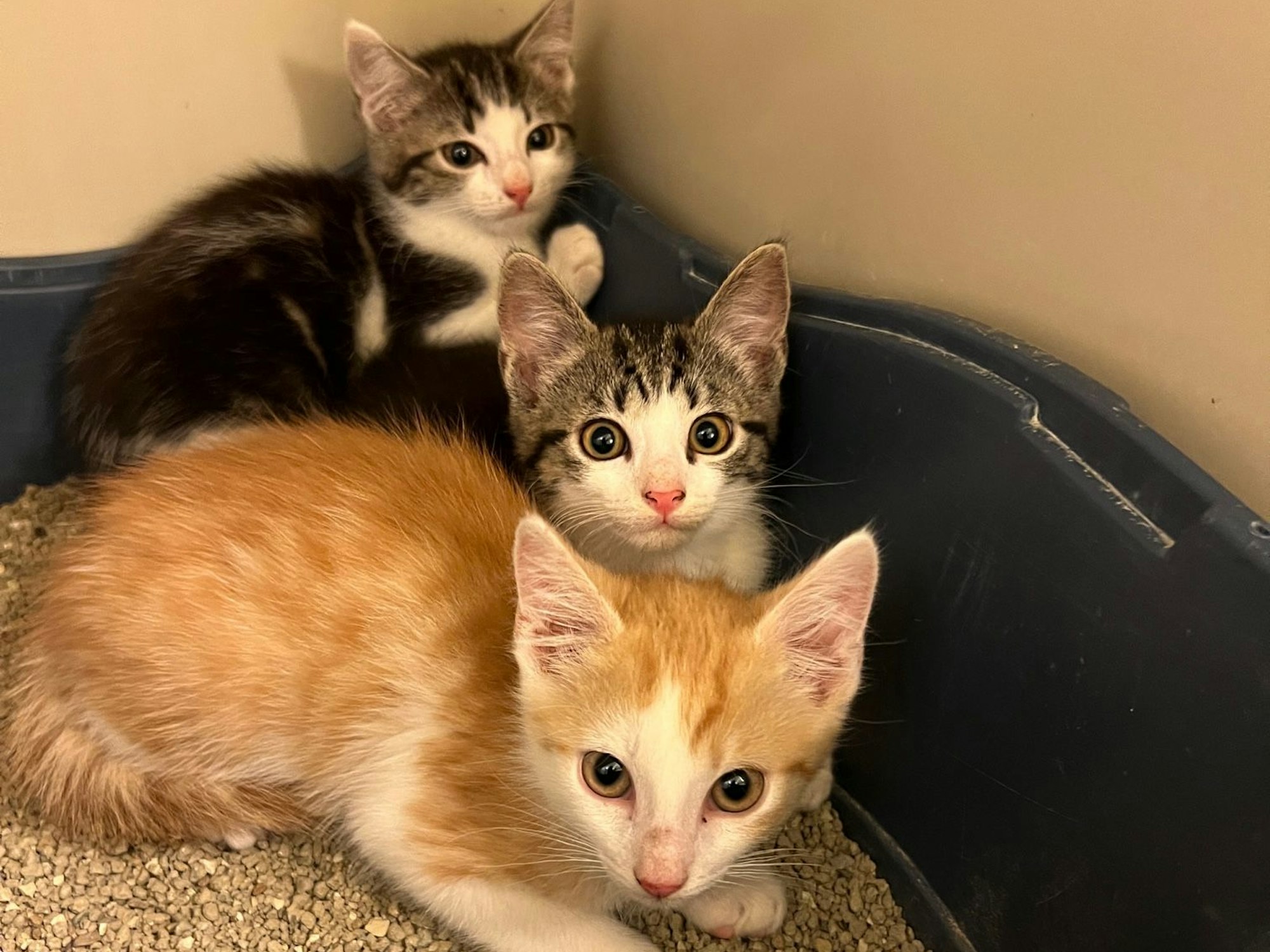 Diese drei Katzenkinder wurden am 11. Juli in einem Karton ausgesetzt und ins Tierheim gebracht.